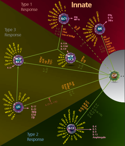 eBioscience,淋巴细胞,免疫系统,抗病原体,转录因子,荧光蛋白基因,细胞表达