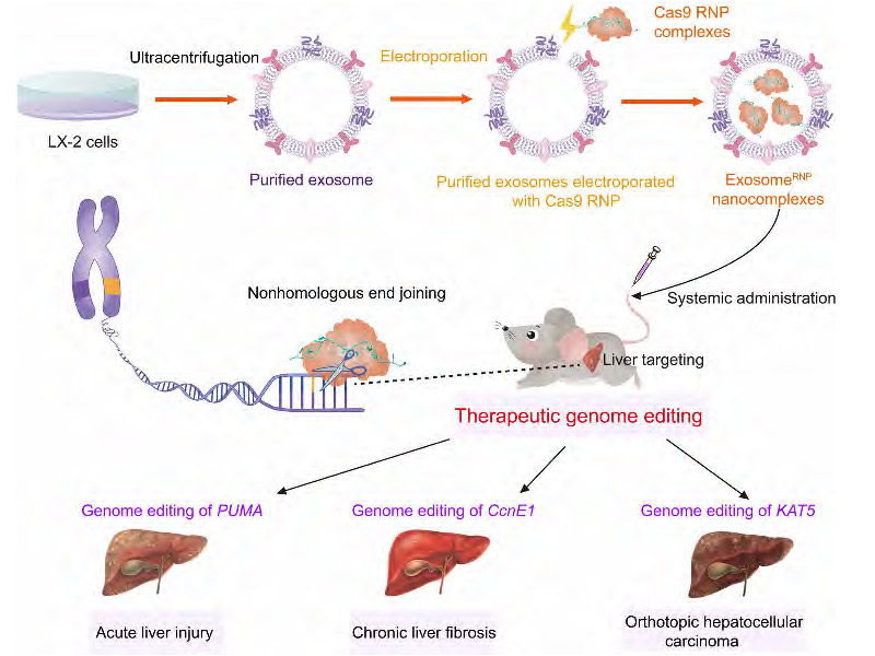 Read more about the article IF = 14.957 | 外泌体介导的Cas9核糖核蛋白复合物用于肝脏疾病的组织特异性基因治疗