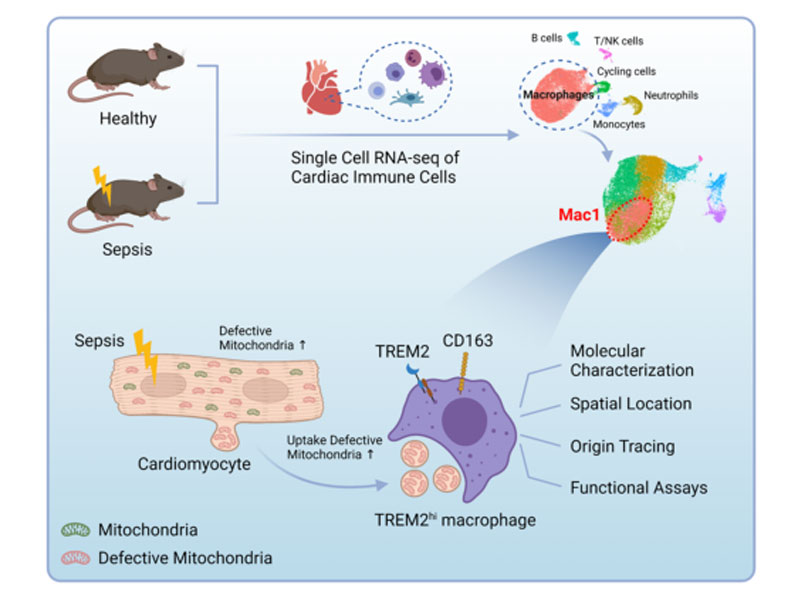 Read more about the article 新发现：脓毒症心肌病治疗关键免疫细胞亚群 - 高表达TREM巨噬细胞