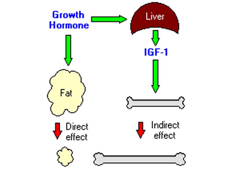 Read more about the article 和记娱乐官网app,和记官方平台,和记网址官方推荐：人Growth Hormone ELISA检测试剂盒