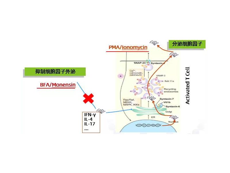 还在Th17检测中挣扎，这份攻略治愈你