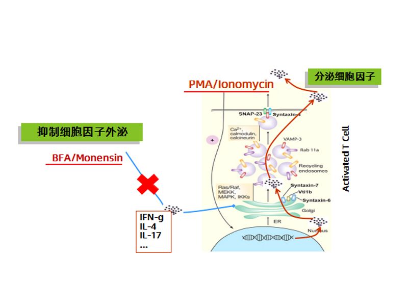 Read more about the article 你用刺激阻断剂了吗？