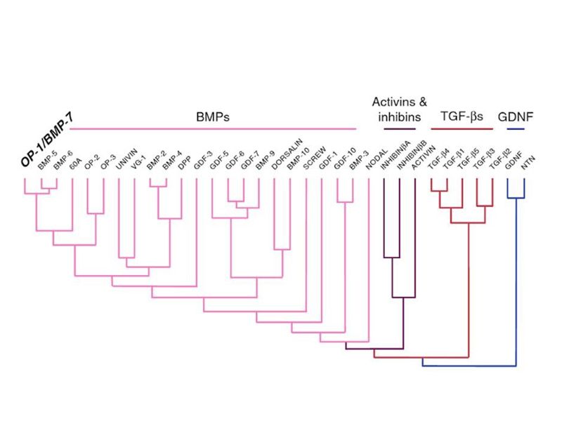 Read more about the article ELISA系列 | TGF-β1/β2/β3以及TGF-α