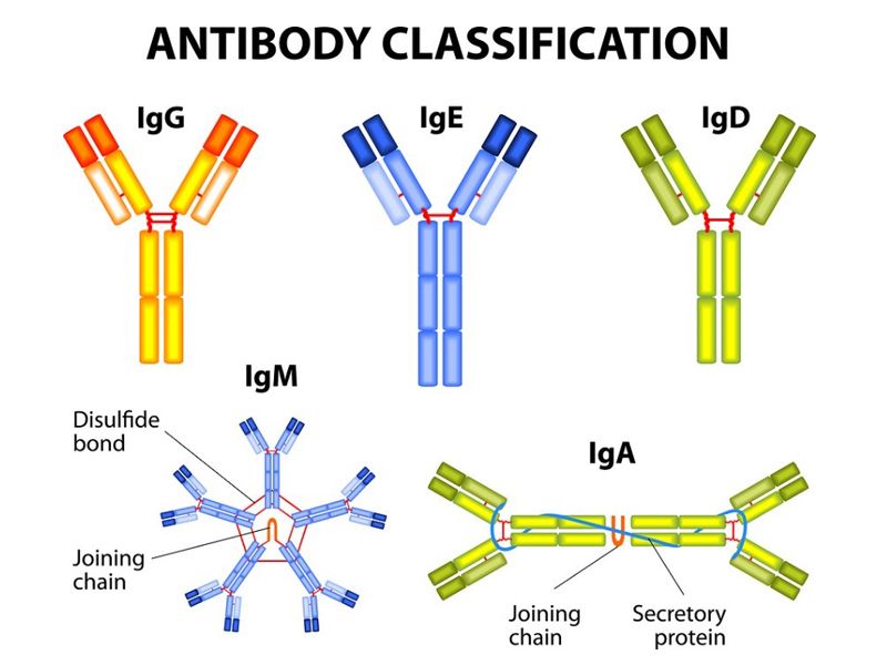 Read more about the article 免疫球蛋白IgA/D/E/G/M有什么区别？
