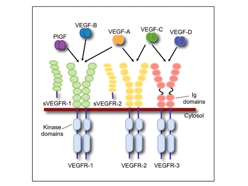 Read more about the article ELISA系列 | VEGF超家族