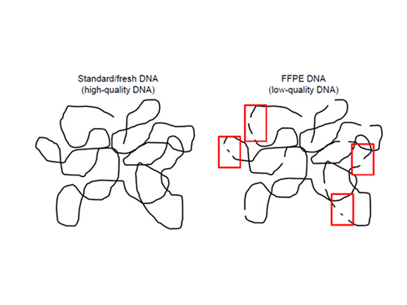 Read more about the article FFPE样本保存久了，提出来的DNA还能用吗?