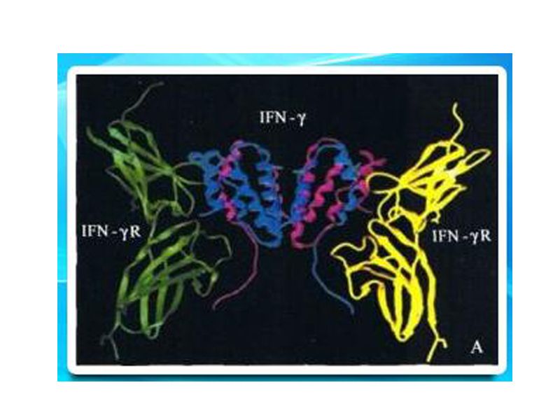 Read more about the article PEPROTECH产品推荐：IFN-γ糖蛋白