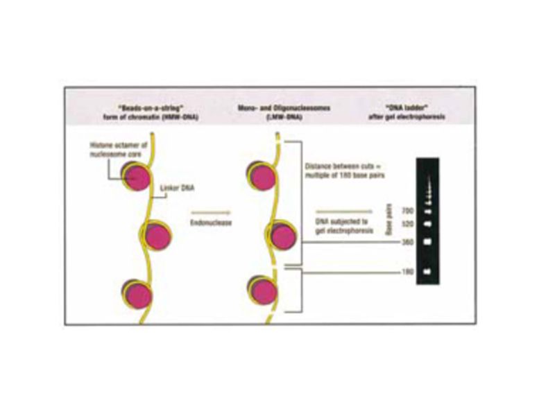 Read more about the article 罗氏 Apotptic DNA Ladder Kit