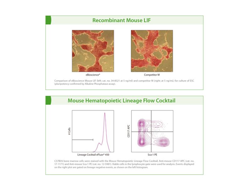 Read more about the article eBioscience干细胞研究相关抗体