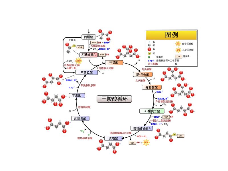 Read more about the article 柠檬酸循环/三羧酸循环分析