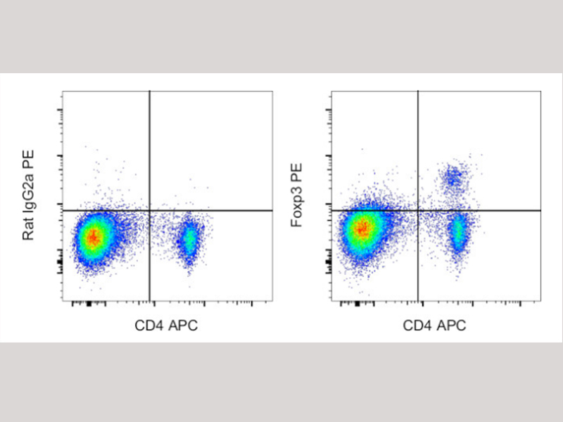新品发布 | 大鼠Foxp3流式抗体上市了，速来体验吧